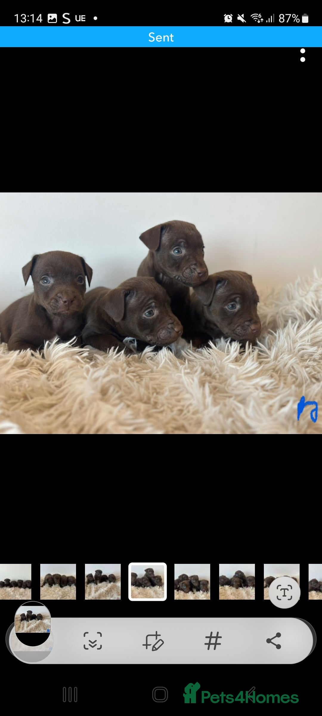Patterdale Terrier dogs for sale: Patterdale terriers - Image 4