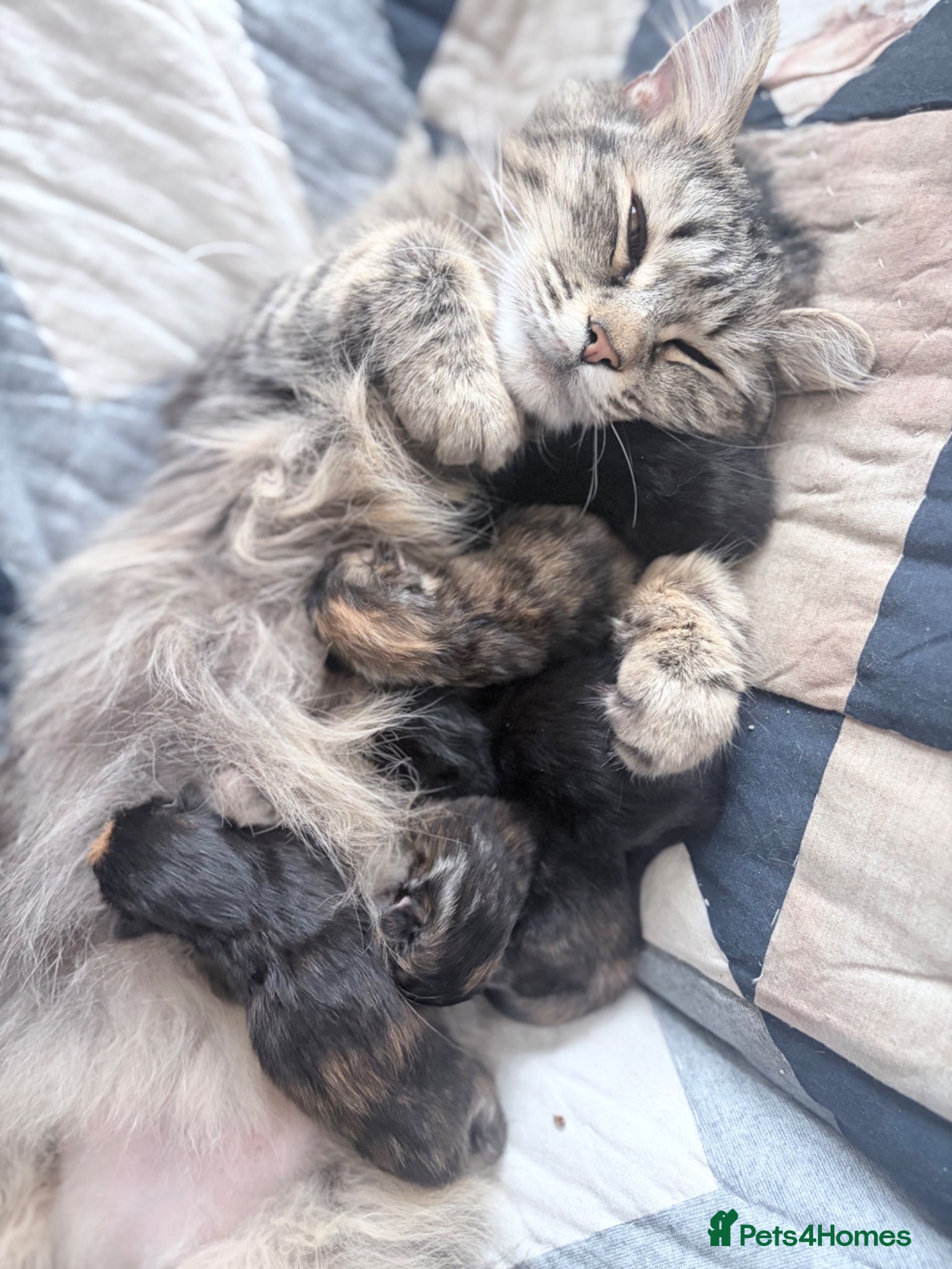 Mixed Breed cats Kittens for sale  - Advert 1
