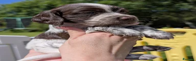 Sprocker 3