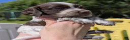 Sprocker dogs for sale: F2 Sprocker Puppies - Growing beautifully 🤎🖤🐾  - Advert 9