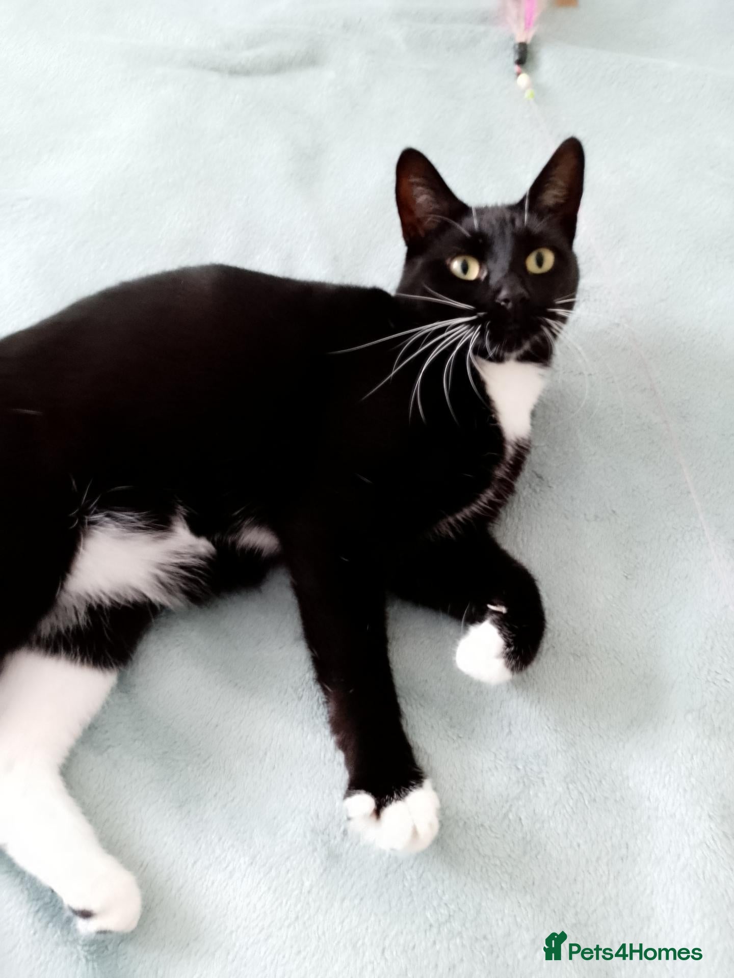 Mixed Breed cats Cuddly Luka is looking for a new cosy home - Advert 11