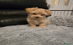 Maltipoo dogs for sale: MALTIPOO PUPPIES FOR SALE - Image 8