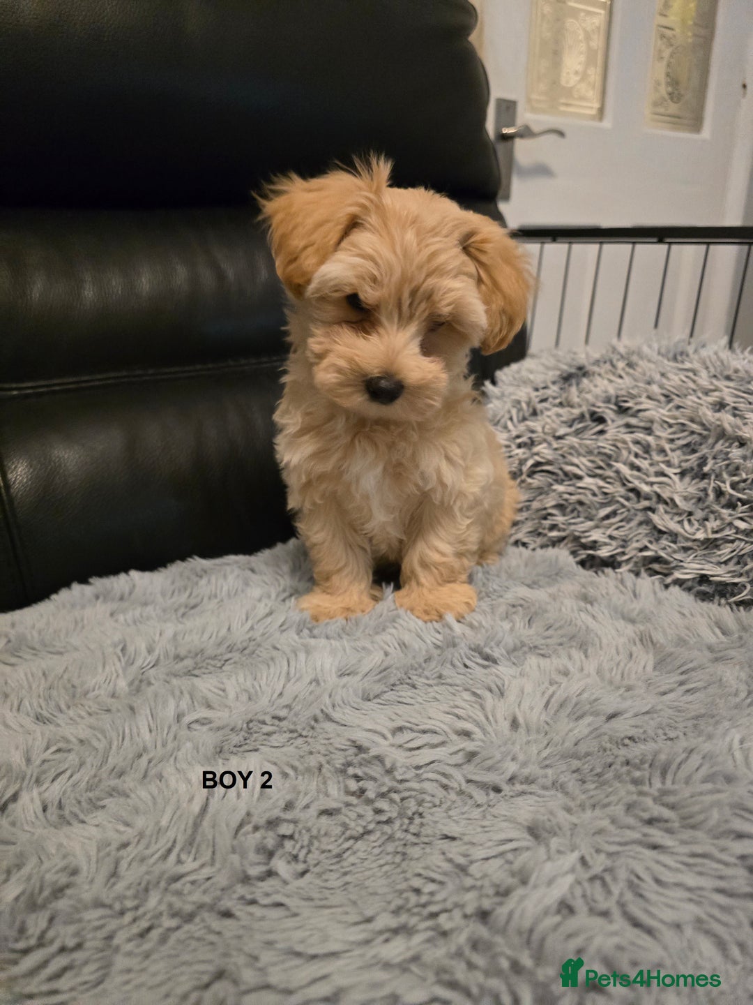 Maltipoo dogs for sale: MALTIPOO PUPPIES FOR SALE - Image 8