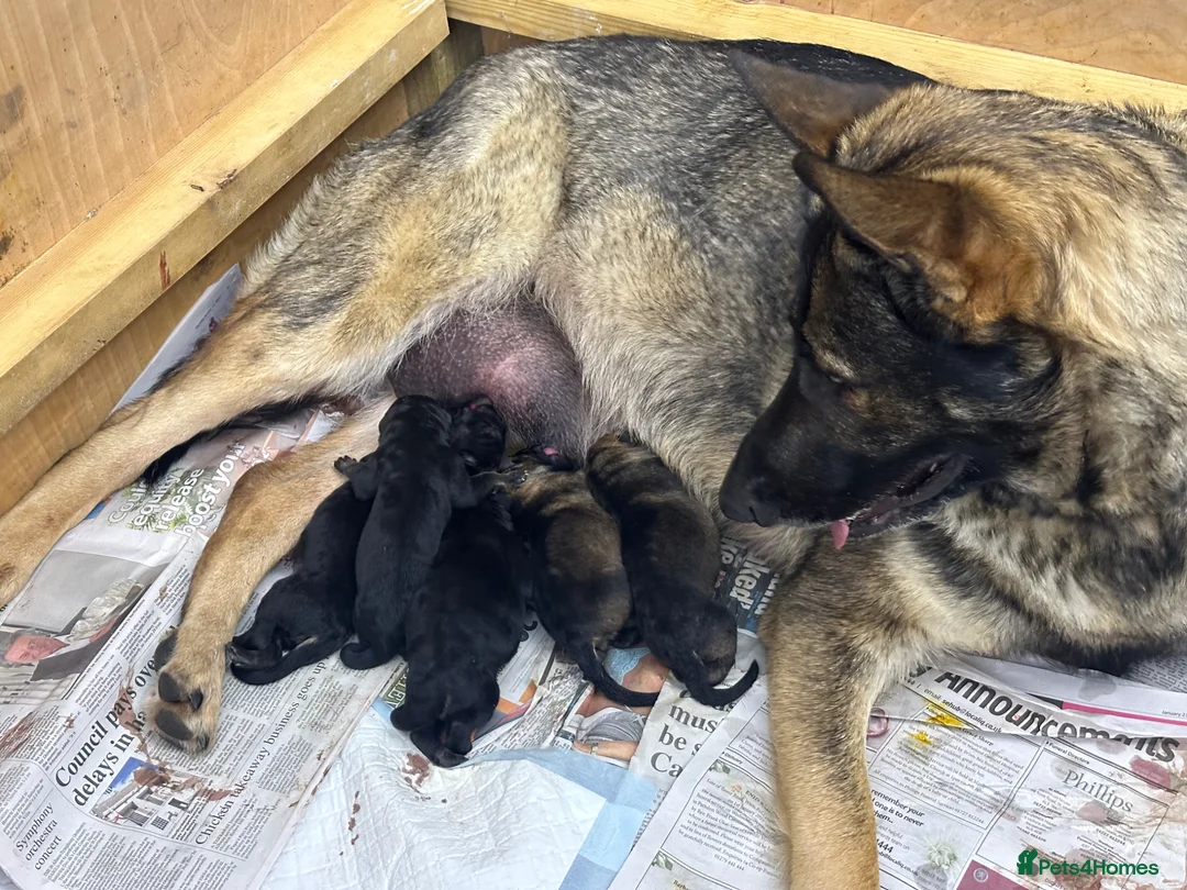 German Shepherd dogs for sale: Stunning KC Registered German Shepherd Puppies   in Spalding - Advert 18