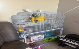 Budgerigars birds for sale: Male Budgie and cage  - Image 3
