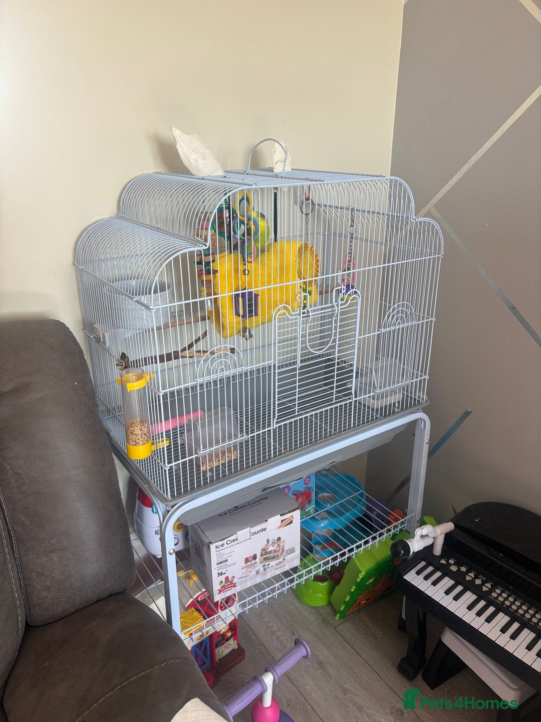 Budgerigars birds for sale: Male Budgie and cage  - Image 3
