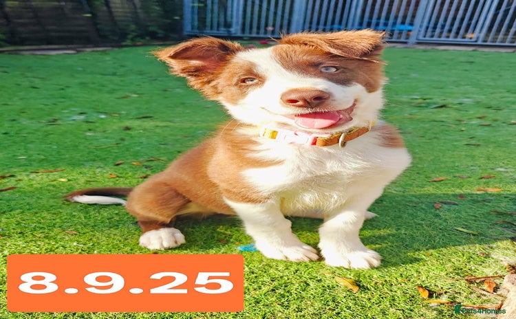Border Collie dogs - Advert 14