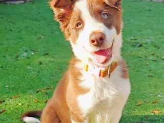 Border Collie dogs - Advert 6