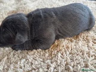 Cane Corso dogs Cane Corso Puppies - Irish Kennel Club Registered - Advert 1