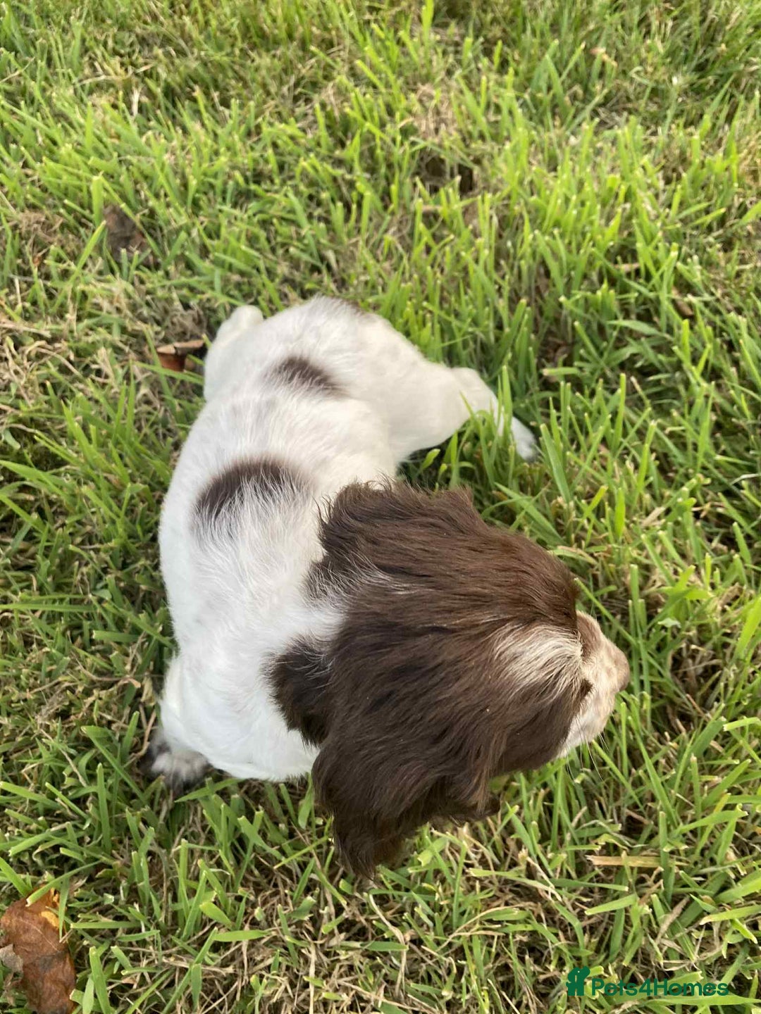 Sprocker dogs for sale: Sprocker puppys  - Image 5