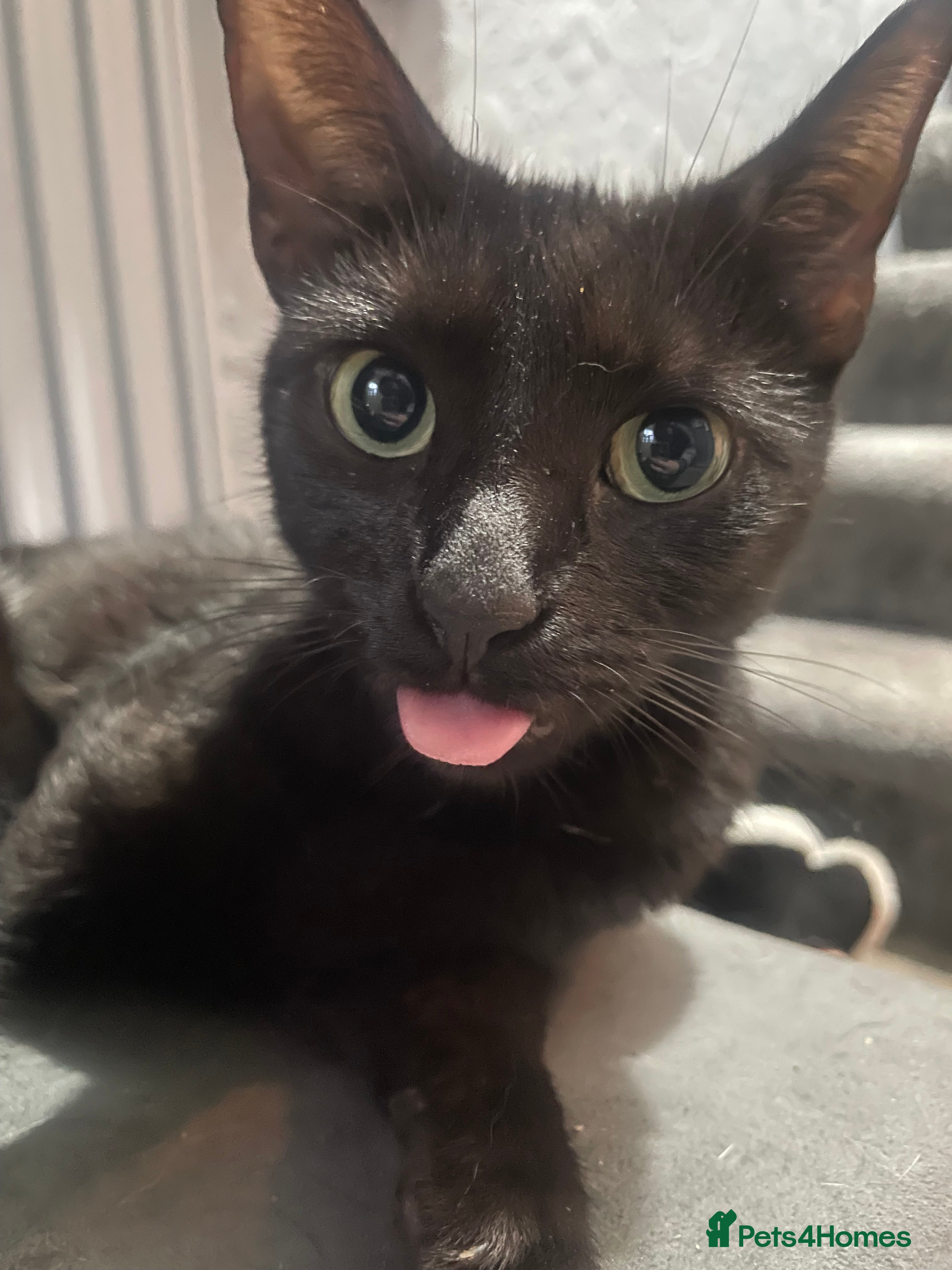 Mixed Breed cats for sale: Two kittens and mother cat in Wallasey - Advert 2