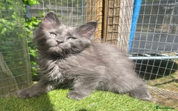 Maine Coon cats for sale: 🔥 TICA Maine coon kittens 🔥  READY NOW 💕💕 - Image 10