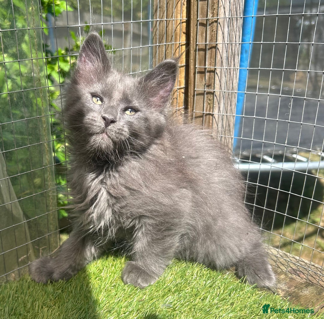 Maine Coon cats for sale: 🔥 TICA Maine coon kittens 🔥  READY NOW 💕💕 - Image 10