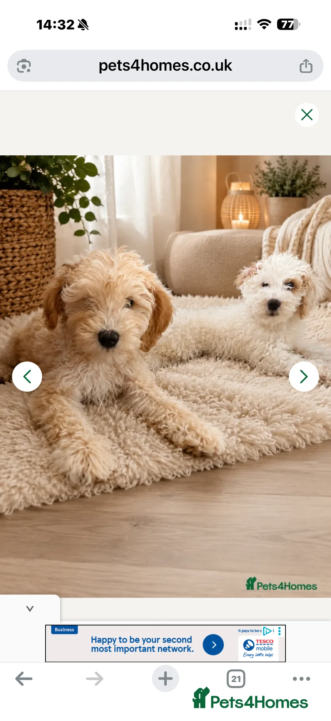 Australian Labradoodle dogs for sale: Beautiful Labradoodle Puppy  - Advert 2
