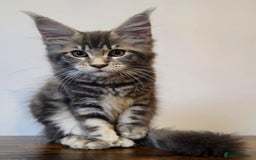 Maine Coon cats for sale: MAINE COON KITTENS READY NOW ❤️❤️ TICA REGISTERED - Image 5