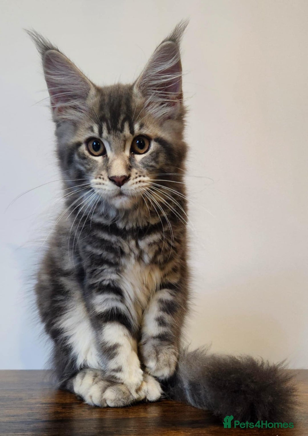 Maine Coon cats for sale: MAINE COON KITTENS READY NOW ❤️❤️ TICA REGISTERED - Image 5