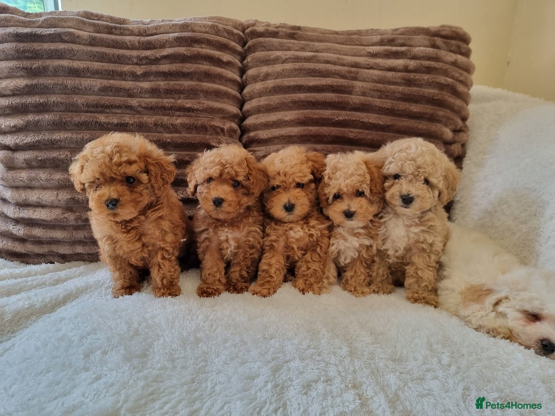 Poochon dogs for sale: 🧸poochon puppies 🧸 - Image 11