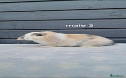 Mini Lop rabbits for sale: Purebred mini lops ready now  - Advert 11