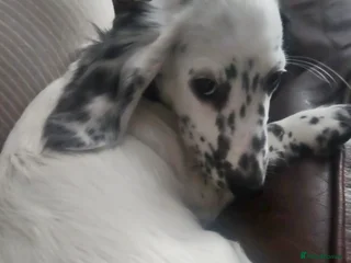 Dachshund dogs - Advert 4