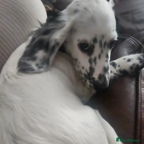 Dachshund dogs - Advert 2
