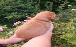 Labrador Retriever dogs for sale: Health Tested Fox Red Puppies for Sale - Image 14