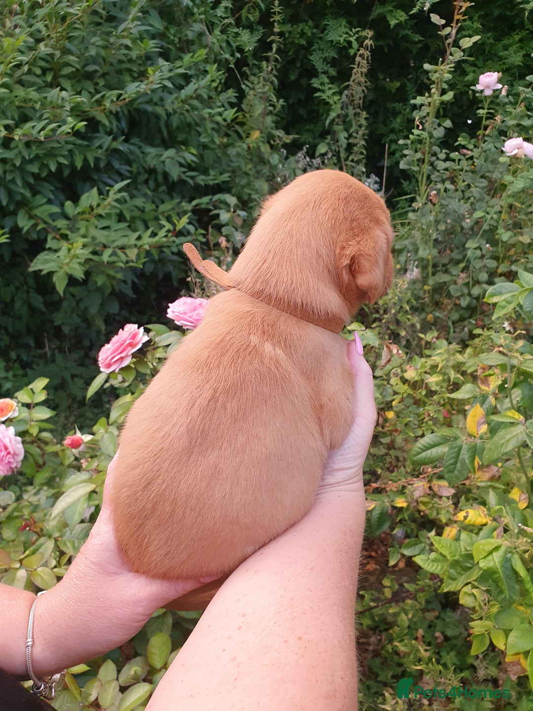 Labrador Retriever dogs for sale: Health Tested Fox Red Puppies for Sale - Image 14