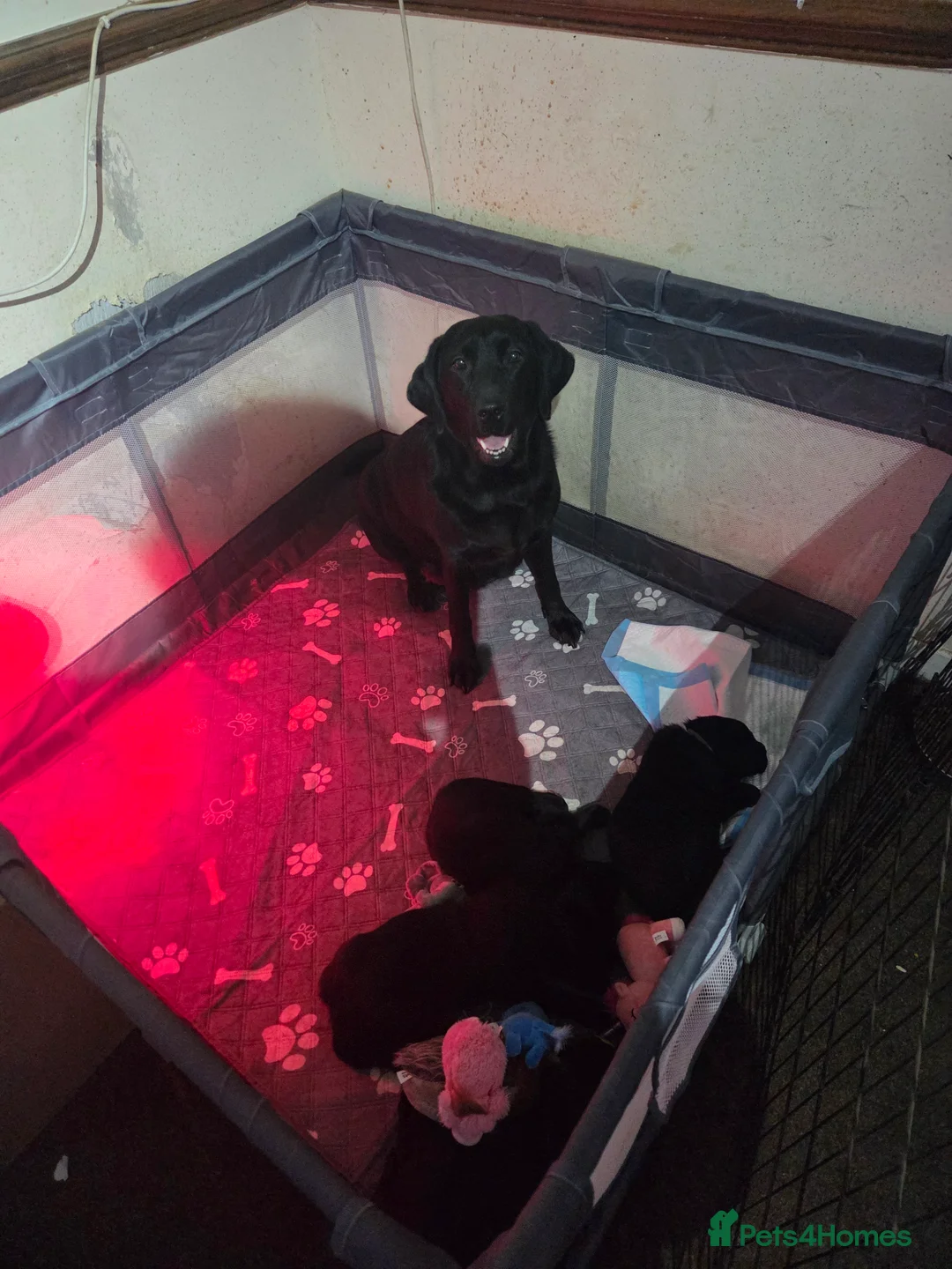 Labrador Retriever dogs for sale: KC Registered Black Labrador Puppies  - Advert 8