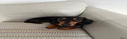 Dachshund dogs for stud: First time stud  in Larkhall - Advert 4