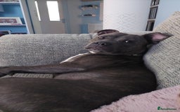 Staffordshire Bull Terrier dogs for sale: Handsome Axel - Image 1