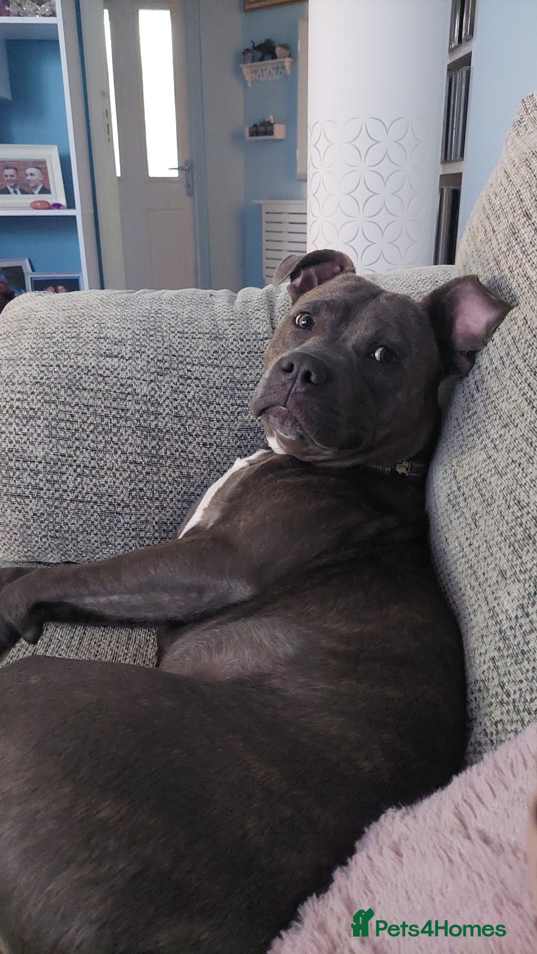 Staffordshire Bull Terrier dogs for sale: Handsome Axel - Image 1