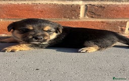 Jack Russell dogs for sale: Jack russells puppies  - Image 6
