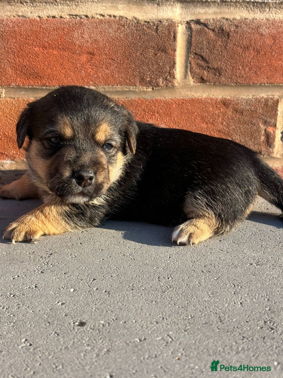 Jack Russell dogs for sale: Jack russells puppies  - Image 6
