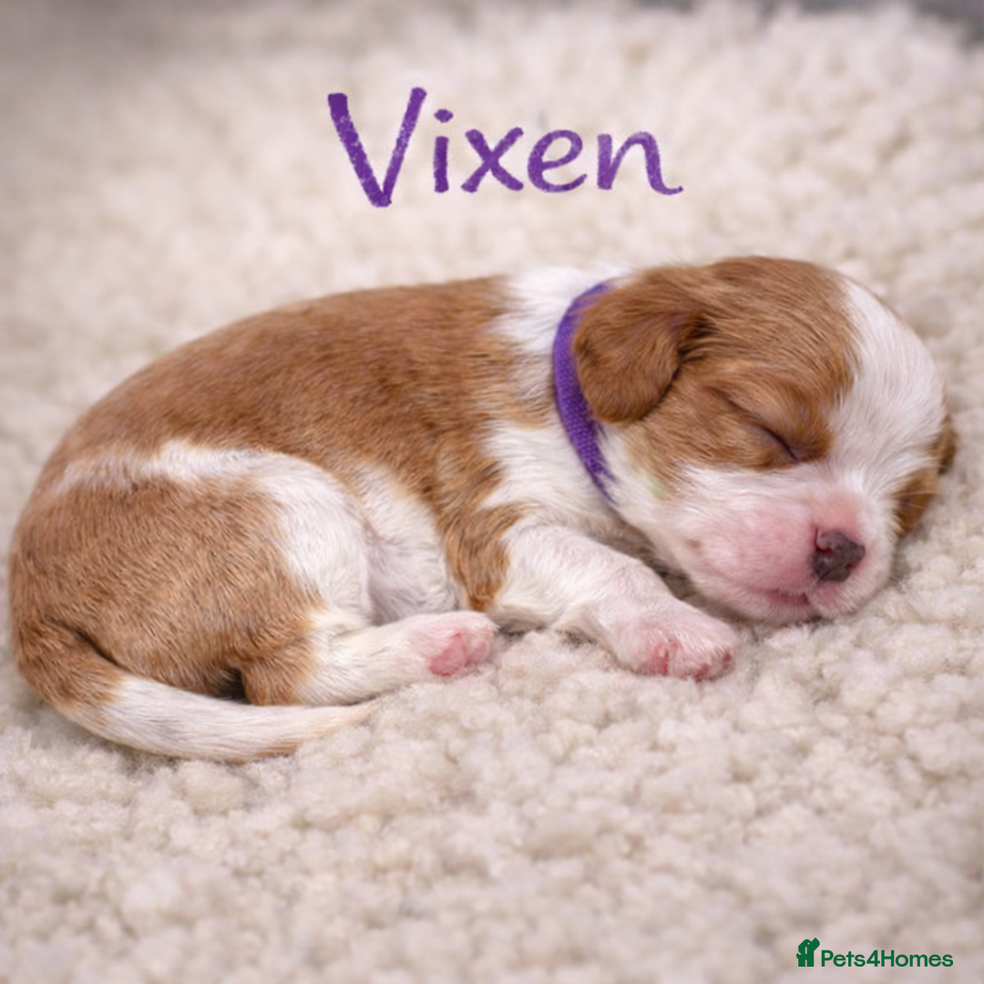 Cavalier King Charles Spaniel dogs for sale: King Charles Cavalier Puppies 5⭐️Breeder Blenheim - Advert 12