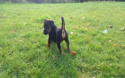 Mixed Breed dogs for sale: Border X Lakeland Terrier Puppies - Image 3