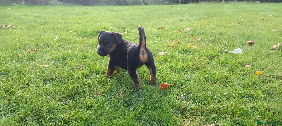 Mixed Breed dogs for sale: Border X Lakeland Terrier Puppies - Image 3