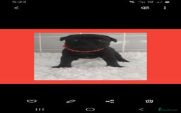 Staffordshire Bull Terrier dogs for sale: Genesis planned mating  - Image 7