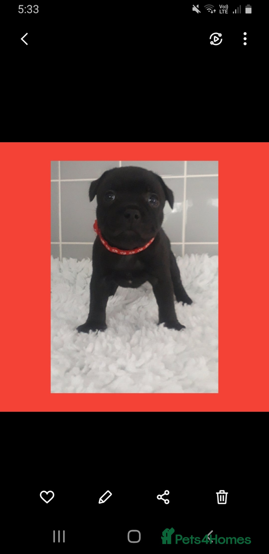 Staffordshire Bull Terrier dogs for sale: Genesis planned mating  - Image 7