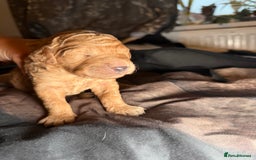 Goldendoodle dogs for sale: Beautiful Rainbow Litter of Goldendoodles - Advert 17