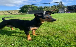 Mixed Breed dogs for sale: miniature pincher / mini jack  - Image 21
