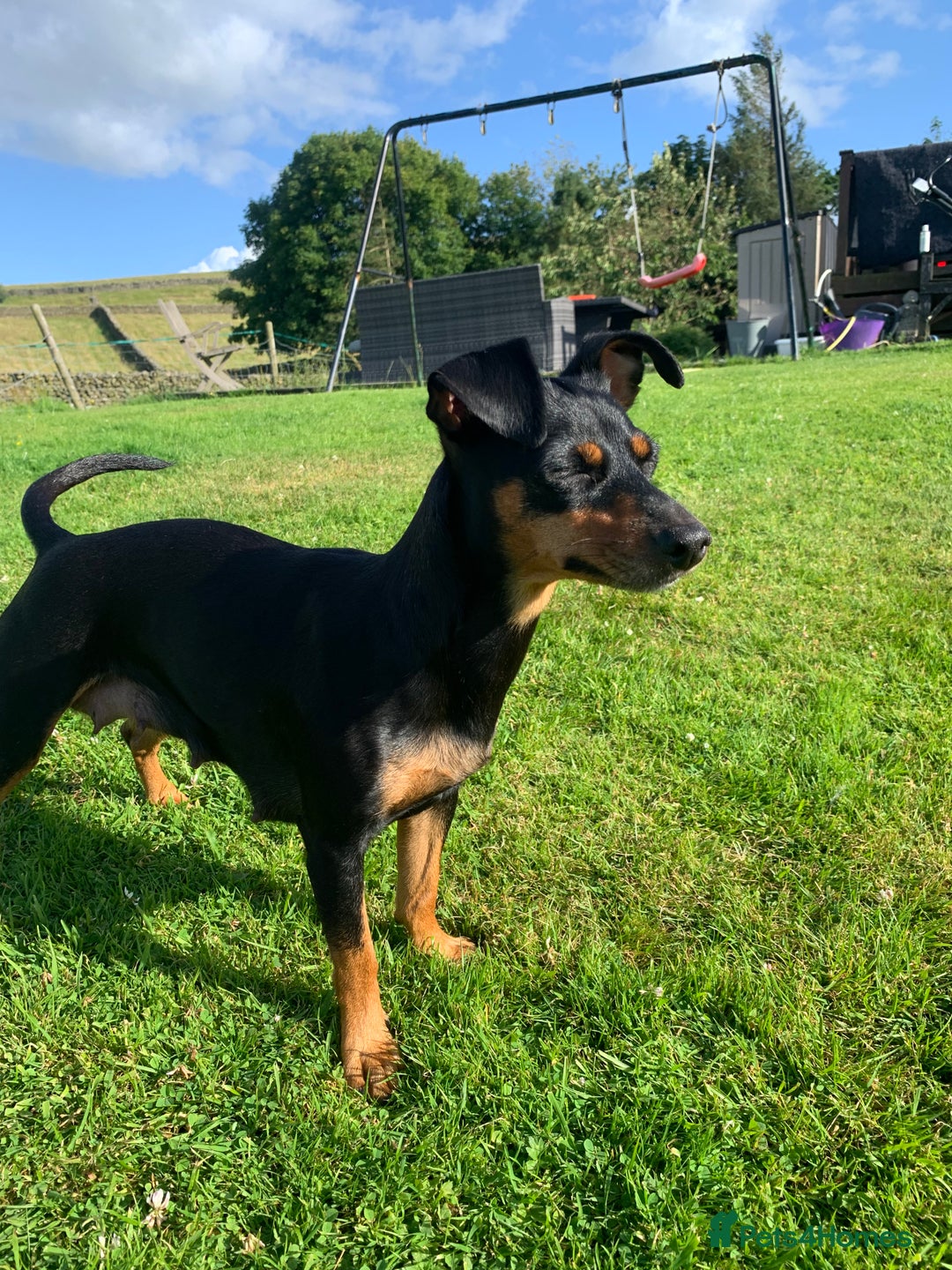 Mixed Breed dogs for sale: miniature pincher / mini jack  - Image 21