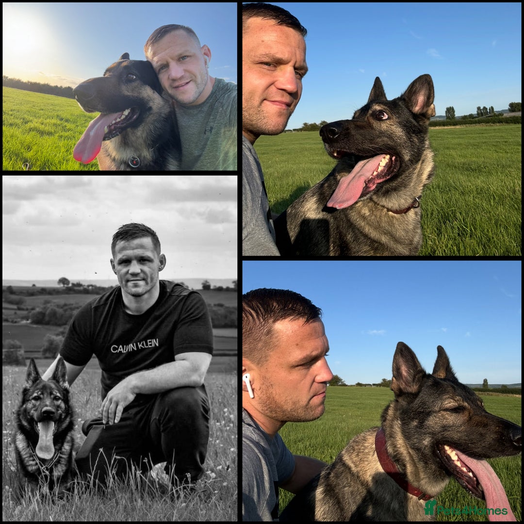 German Shepherd dogs for sale: Stunning German Shepard Litter Only 4 girls left - Image 7