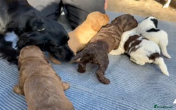 Cockapoo dogs for sale: F1BB Cockapoo Pups  - Image 12