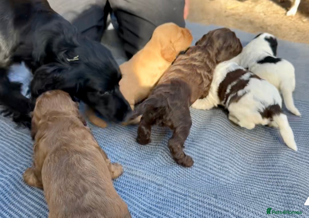 Cockapoo dogs for sale: F1BB Cockapoo Pups  - Image 12