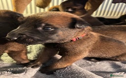 Belgian Shepherd Dog dogs for sale: Belgian Malinois puppies KC registered in Hartlepool - Image 24