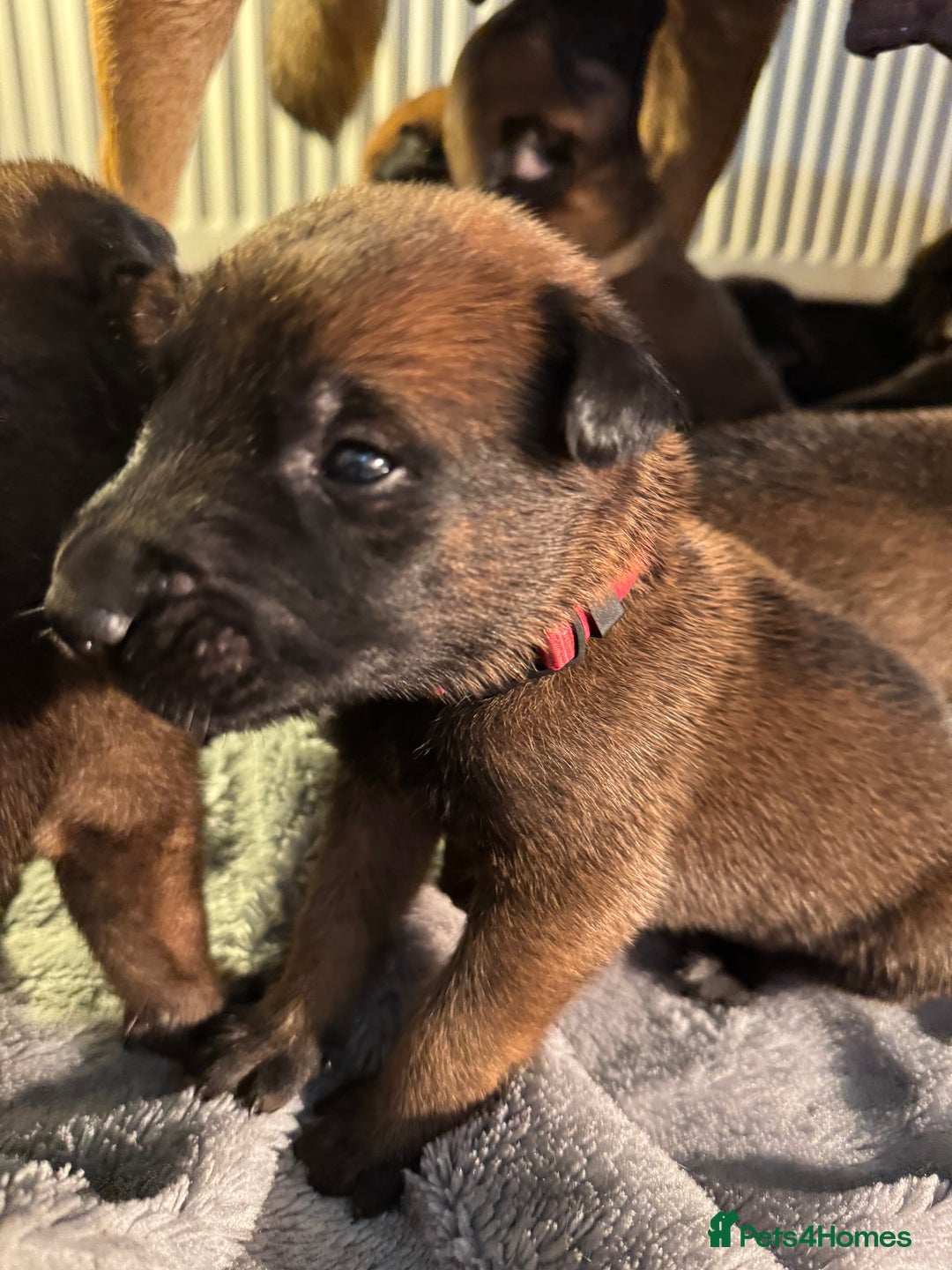 Belgian Shepherd Dog dogs for sale: Belgian Malinois puppies KC registered in Hartlepool - Image 24