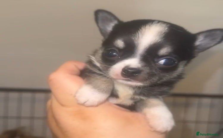 Chihuahua dogs - Advert 5