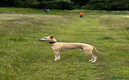 Whippet dogs for stud: Whippet Stud fully health checked  - Image 1