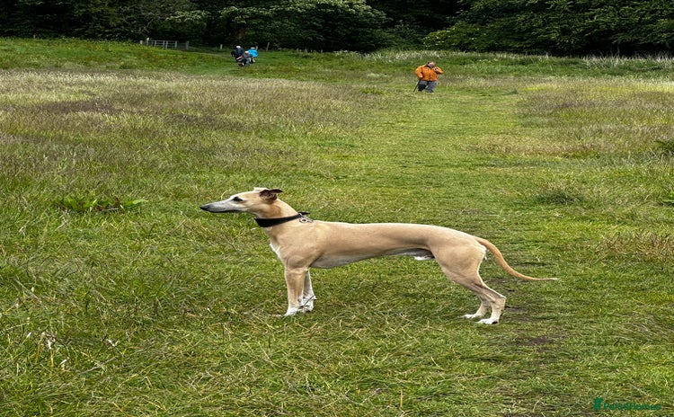 Whippet dogs - Advert 2