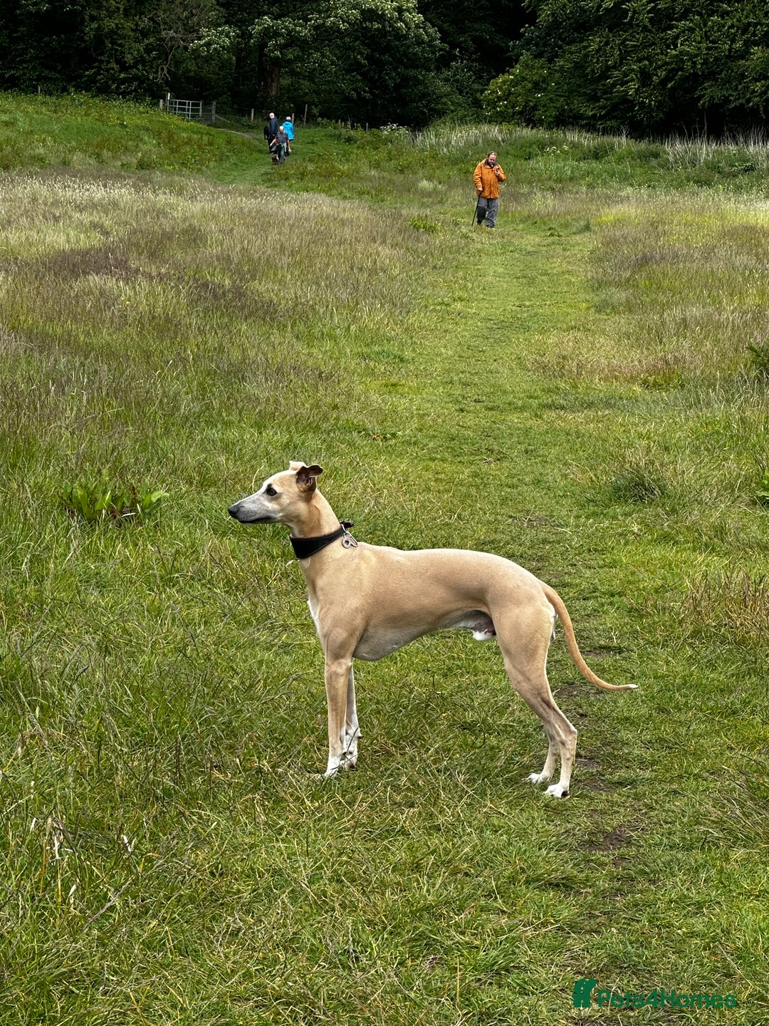 Whippet dogs for stud: Whippet Stud fully health checked  - Image 1