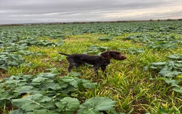 German Wirehaired Pointer dogs for sale: Male GWP pup  - Image 3